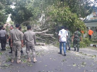 Masuk Musim Hujan, Warga Diminta Waspada Pohon Tumbang