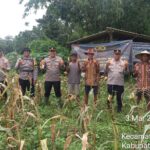 Panen Jagung Hibrida di Panongan, Polresta Tangerang Perkuat Ketahanan Pangan Desa di Kabupaten Tangerang