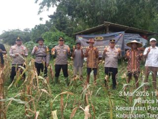 Panen Jagung Hibrida di Panongan, Polresta Tangerang Perkuat Ketahanan Pangan Desa di Kabupaten Tangerang