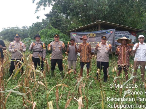 Panen Jagung Hibrida di Panongan, Polresta Tangerang Perkuat Ketahanan Pangan Desa di Kabupaten Tangerang